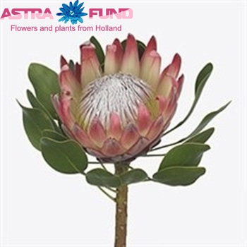 Protea cynaroides foto