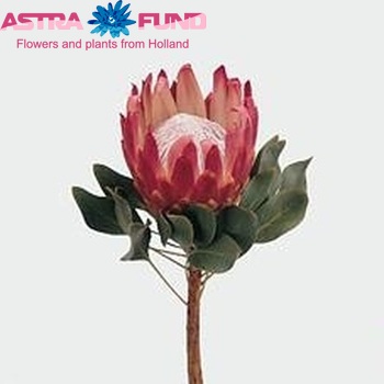 Protea cynaroides 'Red Rex' foto