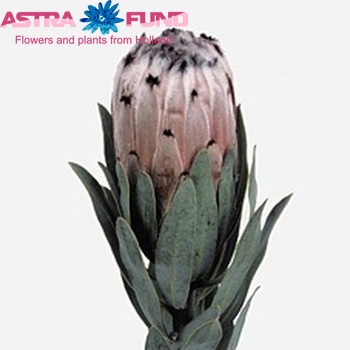 Protea 'Regal Mink' photo