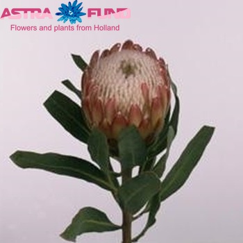 Protea 'Susara' zdjęcie