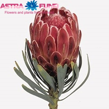 Protea 'Venus' zdjęcie