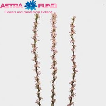 Prunus 'Comet' Foto