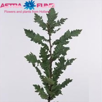 Quercus cerris photo