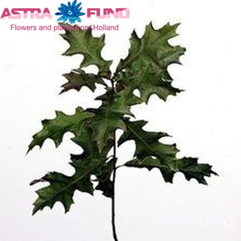 Quercus palustris photo