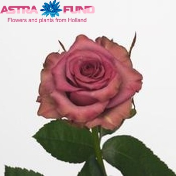 Rosa gr  Dark Hypnose zdjęcie