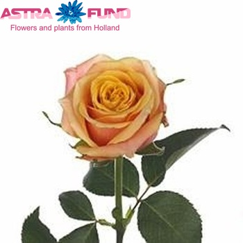 Rosa gr Ashram photo