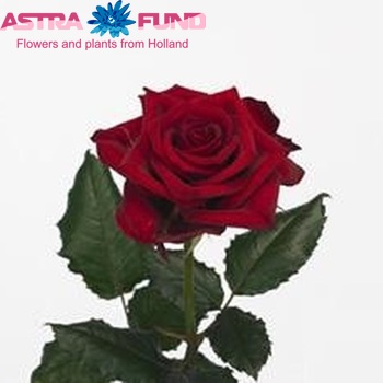 Rosa gr Dynasty foto