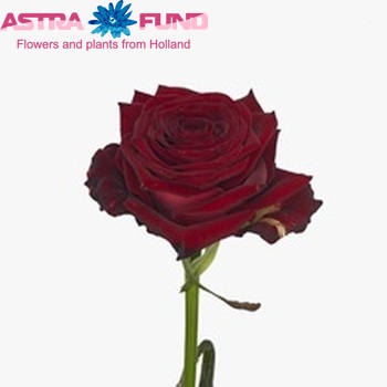 Роза F Ruby Red фото