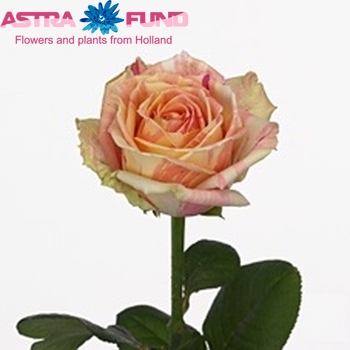 Rosa gr Fiesta+ photo