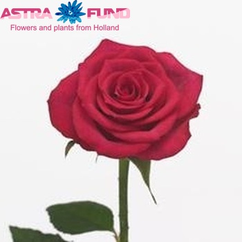 Rosa gr Grand Europe photo