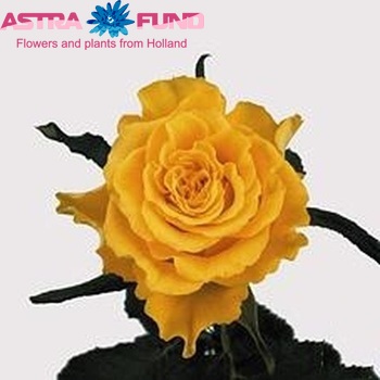 Rosa gr Sphinx Foto