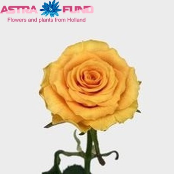 Rosa gr Sphinx Gold foto