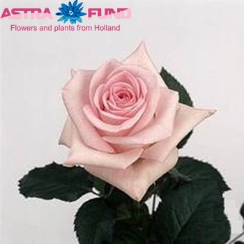 Rosa gr Sweet Akito photo