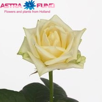 Rosa gr White Champion zdjęcie