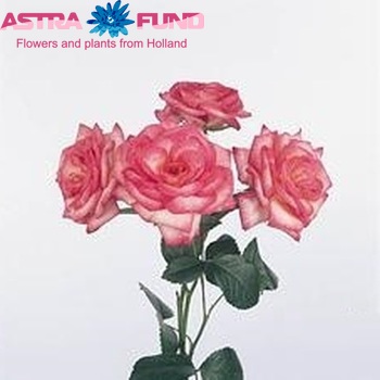 Rosa grootbloemig Aphrodite Freiland foto