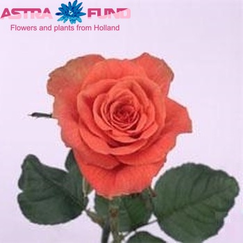 Rosa grootbloemig Arabia Foto