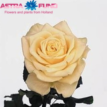 Rosa grootbloemig Artemis Foto