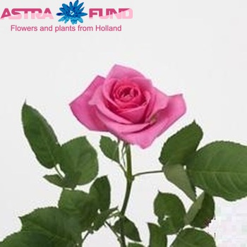 Rosa grootbloemig Arusha foto