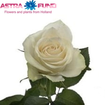 Rosa grootbloemig Athena Foto