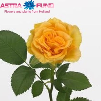 Rosa grootbloemig Cosigold Foto