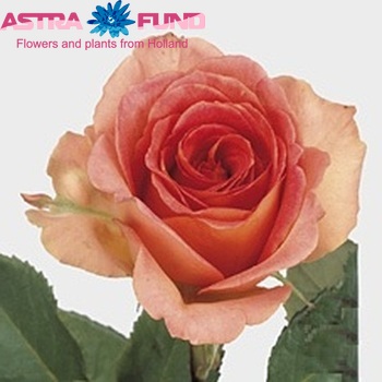 Rosa grootbloemig Fantasia Mondiale Freelander photo