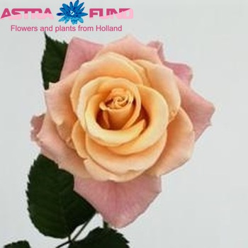 Rosa grootbloemig Femma! photo