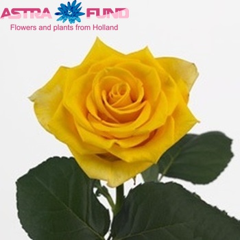 Rosa grootbloemig Golden Ambition foto