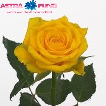 Rosa grootbloemig High & Exotic foto