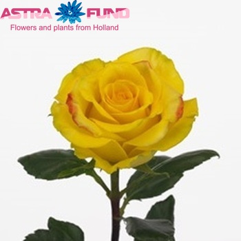 Rosa grootbloemig High & Magic Yellow zdjęcie