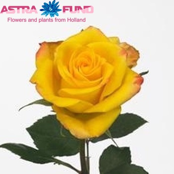 Rosa grootbloemig High & Magic Yellow Flame Foto