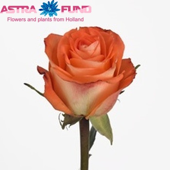 Rosa grootbloemig High & Magic Peach Foto