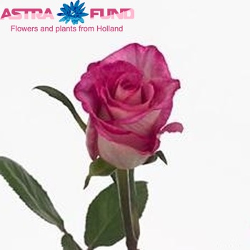 Rosa grootbloemig High & Pink Fantasy Foto