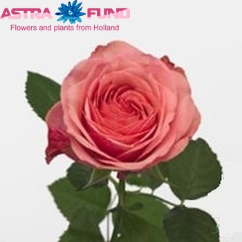 Rosa grootbloemig King Arthur foto