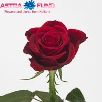 Rosa grootbloemig Magic Red zdjęcie