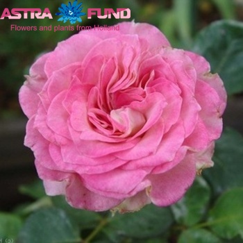 Rosa grootbloemig Masquerade Freelander zdjęcie