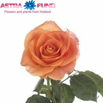 Rosa grootbloemig New Astra foto