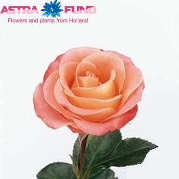 Rosa grootbloemig Queen of Hearts Freelander Foto