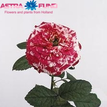 Rosa grootbloemig Ranuncula photo