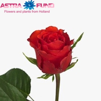 Rosa grootbloemig Red Adair zdjęcie