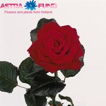 Rosa grootbloemig Red Bullit foto