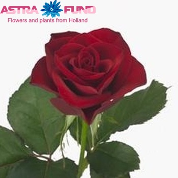 Rosa grootbloemig Red Diamond Foto