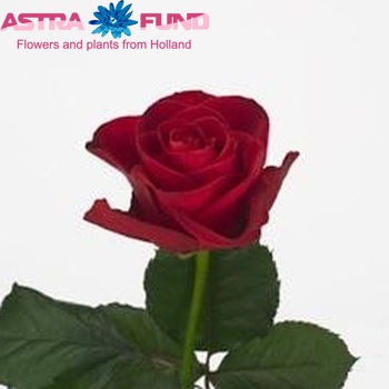 Rosa grootbloemig Red Wow foto