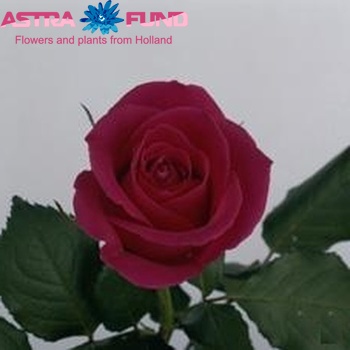 Rosa grootbloemig Shakira Foto