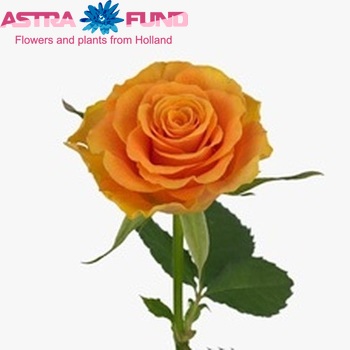 Rosa grootbloemig Sphinx Orange photo