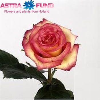 Rosa grootbloemig Star Ambiance photo