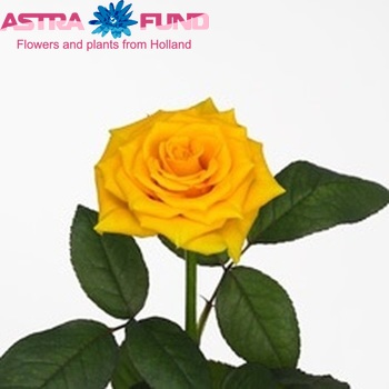 Rosa grootbloemig Sunshine foto