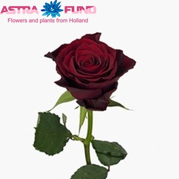 Rosa grootbloemig Valentine+ Foto