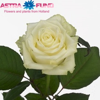 Rosa grootbloemig White Naomi! Foto