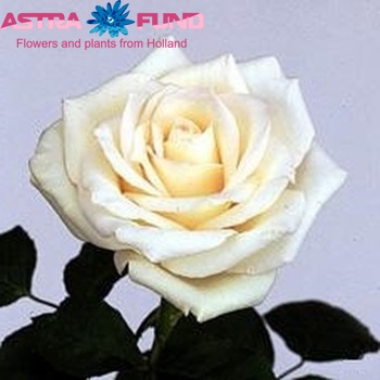 Rosa grootbloemig White Noblesse Foto