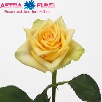 Rosa grootbloemig Yellow Finess foto